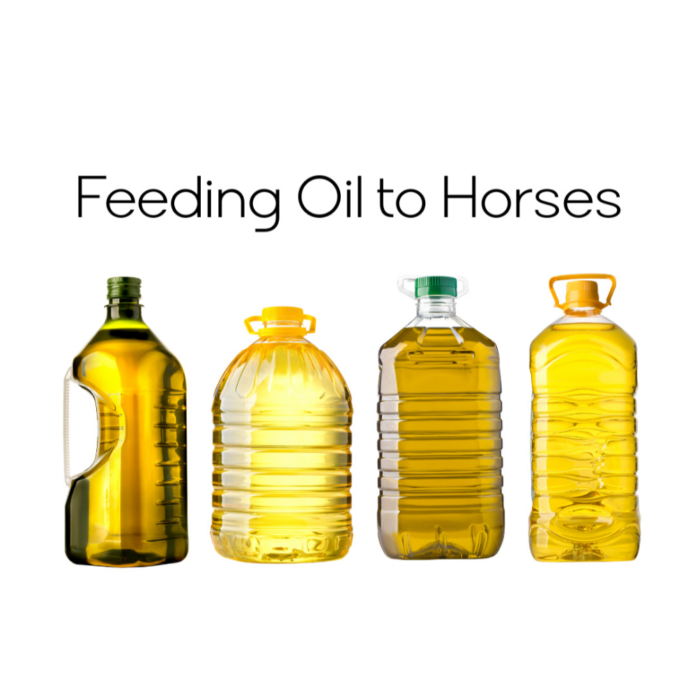 feeding oil to horses